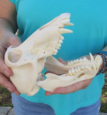 7-3/4" B-Grade Sub-Adult Male Chacma Baboon Skull (CITES# P-000040541)