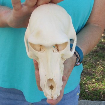 7-3/4" B-Grade Sub-Adult Male Chacma Baboon Skull (CITES# P-000040541)