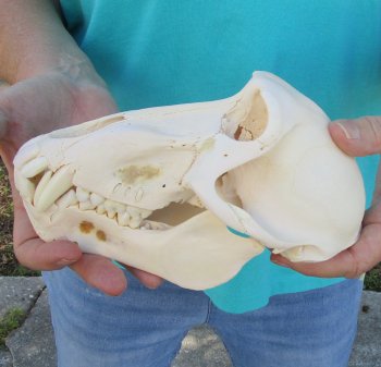7-3/4" B-Grade Sub-Adult Male Chacma Baboon Skull (CITES# P-000040541)
