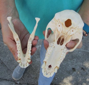 7-3/4" B-Grade Sub-Adult Male Chacma Baboon Skull (CITES# P-000040541)