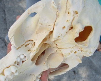 7-3/4" B-Grade Sub-Adult Male Chacma Baboon Skull (CITES# P-000040541)