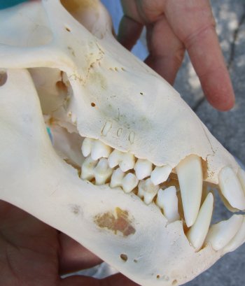 7-3/4" B-Grade Sub-Adult Male Chacma Baboon Skull (CITES# P-000040541)