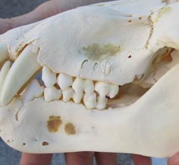 7-3/4" B-Grade Sub-Adult Male Chacma Baboon Skull (CITES# P-000040541)