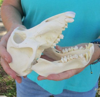 7-3/4" Sub-Adult Male Chacma Baboon Skull (CITES# P-000040541)