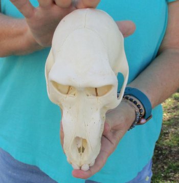 7-3/4" Sub-Adult Male Chacma Baboon Skull (CITES# P-000040541)