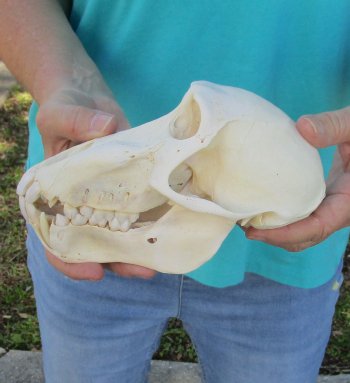 7-3/4" Sub-Adult Male Chacma Baboon Skull (CITES# P-000040541)