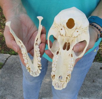 7-3/4" Sub-Adult Male Chacma Baboon Skull (CITES# P-000040541)