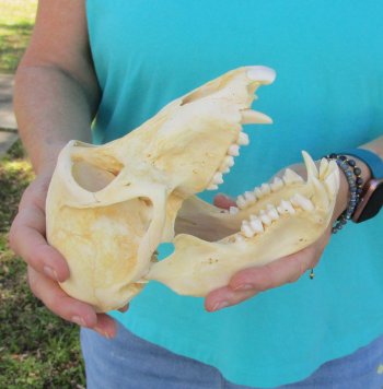 7-3/4" B-Grade Sub-Adult Male Chacma Baboon Skull (CITES# P-000040541)