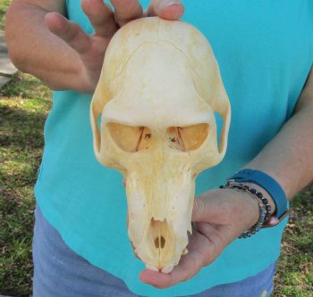 7-3/4" B-Grade Sub-Adult Male Chacma Baboon Skull (CITES# P-000040541)
