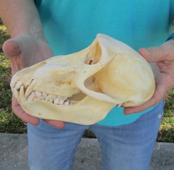 7-3/4" B-Grade Sub-Adult Male Chacma Baboon Skull (CITES# P-000040541)