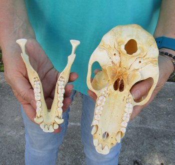 7-3/4" B-Grade Sub-Adult Male Chacma Baboon Skull (CITES# P-000040541)