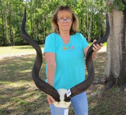 46 inch Kudu horns on skull plate 