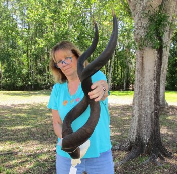 46 inch Kudu horns on skull plate 