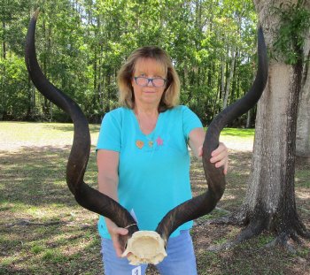 46 inch Kudu horns on skull plate 