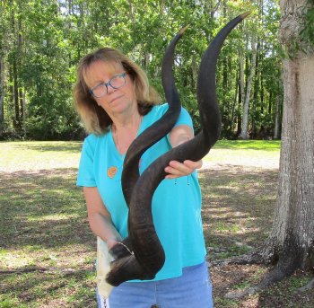 46 inch Kudu horns on skull plate 