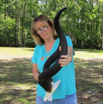 42 inch Kudu horns on skull plate 