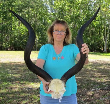 42 inch Kudu horns on skull plate 