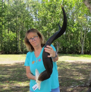 42 inch Kudu horns on skull plate 