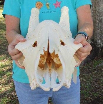 Real Female African Giraffe top skull (No Mandible)(CITES #P000040541) (Adult Signature Required)