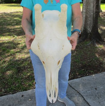 Real Female African Giraffe top skull (No Mandible)(CITES #P000040541) (Adult Signature Required)