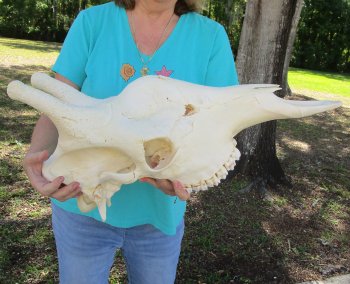Real Female African Giraffe top skull (No Mandible)(CITES #P000040541) (Adult Signature Required)
