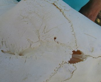 Real Female African Giraffe top skull (No Mandible)(CITES #P000040541) (Adult Signature Required)