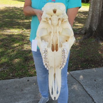 Real Female African Giraffe top skull (No Mandible)(CITES #P000040541) (Adult Signature Required)