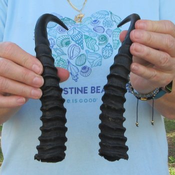 10" Matching Pair Male Springbok Horns 