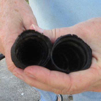 10" Matching Pair Male Springbok Horns 