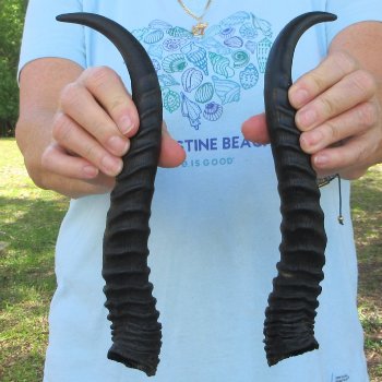 12" Matching Pair Male Springbok Horns 