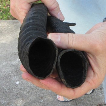 12" Matching Pair Male Springbok Horns 