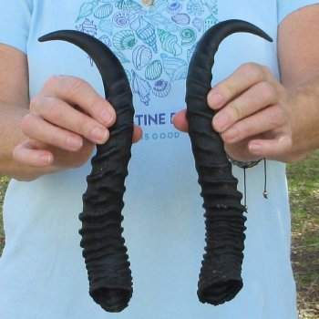 12" Matching Pair Male Springbok Horns 