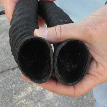 12" Matching Pair Male Springbok Horns 