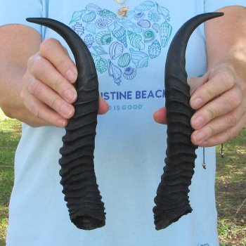 11" Matching Pair Male Springbok Horns 