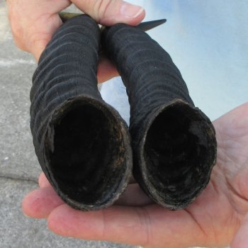 11" Matching Pair Male Springbok Horns 