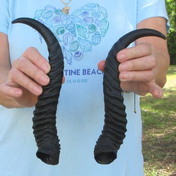 11" Matching Pair Male Springbok Horns 