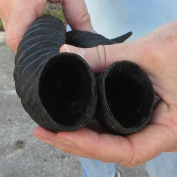 11" Matching Pair Male Springbok Horns 