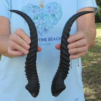 13" Matching Pair Male Springbok Horns 
