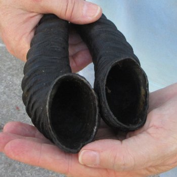 13" Matching Pair Male Springbok Horns 