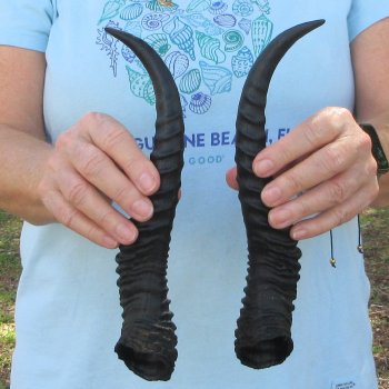11" Matching Pair Male Springbok Horns 
