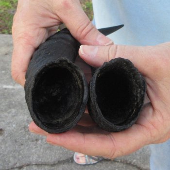 11" Matching Pair Male Springbok Horns 