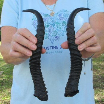 12" Matching Pair Male Springbok Horns 