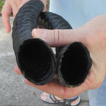 12" Matching Pair Male Springbok Horns 