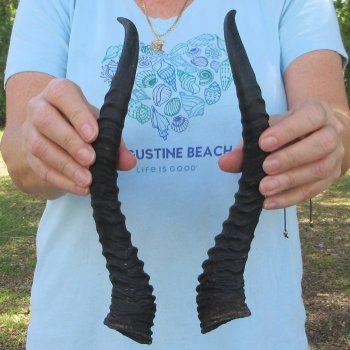 12" Matching Pair Male Springbok Horns 