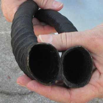 12" Matching Pair Male Springbok Horns 