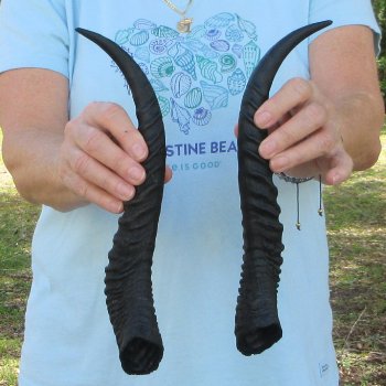 12" Matching Pair Male Springbok Horns 