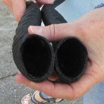 12" Matching Pair Male Springbok Horns 