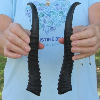 11" Matching Pair Male Springbok Horns 