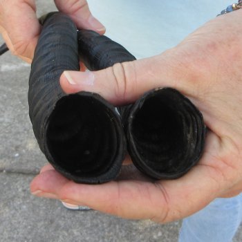 11" Matching Pair Male Springbok Horns 