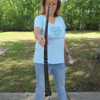 32" Polished Gemsbok Horn (NO POST OFFICE (USPS) SHIPPING!!)  